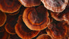 Reishi